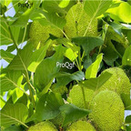 19usd Ngryise 3000Pcs A Set  Maclura pomifera orange seed