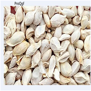 19usd Ngryise 3000Pcs A Set  Maclura pomifera orange seed