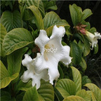 19usd Ngryise 3000Pcs A Set  Trumpet Vine Beaumontia seed