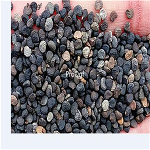 19usd Ngryise 3000Pcs A Set  Trumpet Vine Beaumontia seed