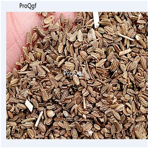 19usd Ngryise 6000Pcs A Set Purple Carrot Vegetable Daucus Carota seed