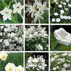 19usd Ngryise 6000Pcs A Set mixed random white flower seed