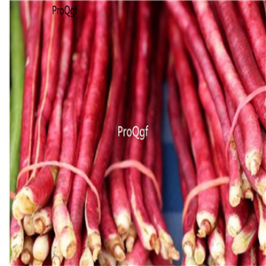 19usd Ngryise 500Pcs A Set Bean Pole Yard Long Red Noodle seed