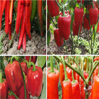 19usd Ngryise 8000Pcs A Set Red Long Sharp Sweet Bell Pepper  seed