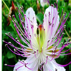 19usd Ngryise 500Pcs A Set Capparis Spinosa seed