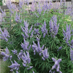 19usd Ngryise 3000Pcs A Set Blue Chaste Shrub Vitex zijin seed
