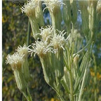 19usd Ngryise 3000Pcs A Set False Boneset seed