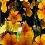 19usd Ngryise 200Pcs A Set NEMESIA Strumosa seed