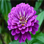 19usd Ngryise 5000Pcs A Set USA Purple LAVENDER ZINNIA seed