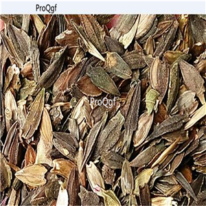 19usd Ngryise 5000Pcs A Set USA Purple LAVENDER ZINNIA seed