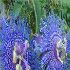 19usd Ngryise 300Pcs A Set Bright Blue Passion Flower seed