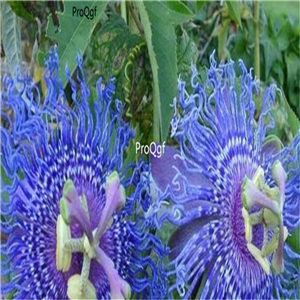 19usd Ngryise 300Pcs A Set Bright Blue Passion Flower seed