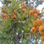 19usd Ngryise 300Pcs A Set Mexican Golden tejocote  seed