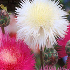 19usd Ngryise 8000Pcs A Set Sweet Sultan seed