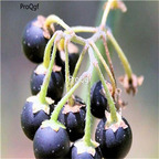 19usd Ngryise 8000Pcs A Set Solanum nigrum seed