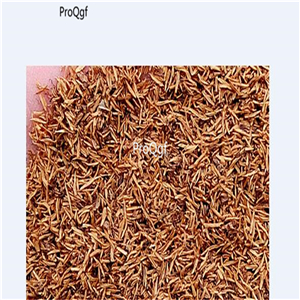 19usd Ngryise 8000Pcs A Set Dichelostemma Purplehead Brodiaea zhenzhumei seed