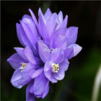 19usd Ngryise 8000Pcs A Set Dichelostemma Purplehead Brodiaea zhenzhumei seed