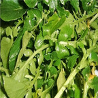19usd ngryise 8000pcs Lepidium Sativum seed