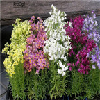 19usd Ngryise 8000Pcs A Set Baby Snapdragon seed