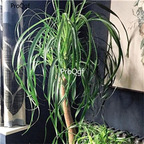 19usd Ngryise 500Pcs A Set Nolina Beaucarnea Ponytail Palm seed