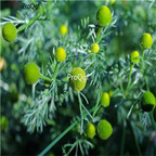 19usd Ngryise 30000Pcs A Set Wild Chamomile wuseju seed