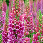 19usd Ngryise 80000Pcs A Set Digitalis purpurea wuseju seed