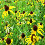 19usd Ngryise 8000Pcs A Set OZARK GOLD CONEFLOWER Echinacea Paradoxa seed