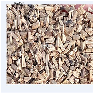 19usd Ngryise 8000Pcs A Set OZARK GOLD CONEFLOWER Echinacea Paradoxa seed