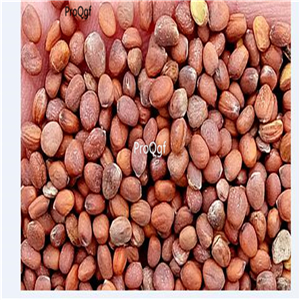 19usd Ngryise 8000Pcs A Set Watermelon Radish  seed