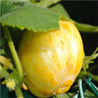 19usd Ngryise 6000Pcs A Set Lemon Cucumber seed