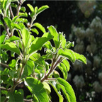 19usd Ngryise 30000Pcs A Set MOZZARELLA BASIL Ocimum Basilicum seed