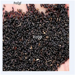 19usd Ngryise 30000Pcs A Set MOZZARELLA BASIL Ocimum Basilicum seed