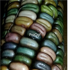 19usd Ngryise 3000Pcs A Set Earth Tones GEM Dent Corn Beautiful colors Corn seed