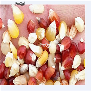 19usd Ngryise 3000Pcs A Set Earth Tones GEM Dent Corn Beautiful colors Corn seed