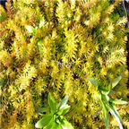 19usd Ngryise 8000Pcs A Set Sedum Angelina zhenzhumei seed