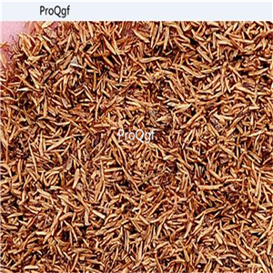 19usd Ngryise 8000Pcs A Set Sedum Angelina zhenzhumei seed