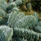19usd Ngryise 3000Pcs A Set NOBLE FIR Abies Nobilis Procera seed