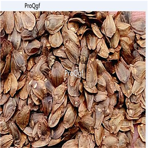 19usd Ngryise 3000Pcs A Set NOBLE FIR Abies Nobilis Procera seed