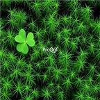 19usd Ngryise 8000Pcs A Set  IRISH MOSS Groundcover Heath Pearlwort Sagina Sublata White zhenzhumei seed