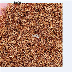 19Ngryise 8000Pcs A Set  IRISH MOSS Groundcover Heath Pearlwort Sagina Sublata White zhenzhumei seed
