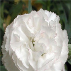 19usd Ngryise 8000Pcs A Set   Carnation Grenadin White seed