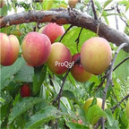 19usd Ngryise 1000Pcs A Set Prunus Salicina green plum seed