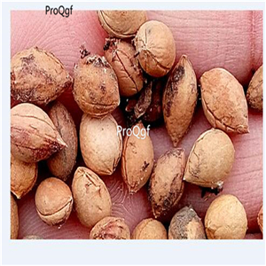 19usd Ngryise 1000Pcs A Set Prunus Salicina green plum seed