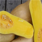 19usd Ngryise 1000Pcs A Set Waltham Butternut Buttercup Squash Cucurbita seed