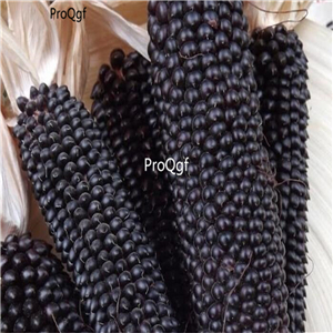 19usd Ngryise 500Pcs A Set Popcorn Dakota Black Corn seed