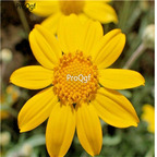 19usd Ngryise 3000Pcs A Set  USA OREGON SUNSHINE aka WOOLEY SUNFLOWER seed