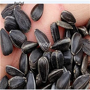 19usd Ngryise 3000Pcs A Set  USA OREGON SUNSHINE aka WOOLEY SUNFLOWER seed