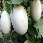 19usd Ngryise 6000Pcs A Set Japanese White Egg Eggplant seed
