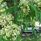 19usd Ngryise 500Pcs A Set  Evodia Hupehensis  seed