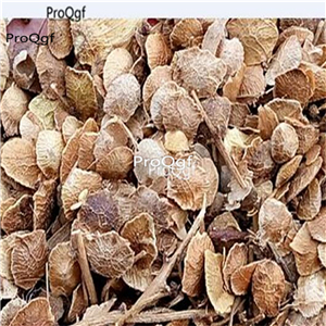 19usd Ngryise 500Pcs A Set  Evodia Hupehensis  seed